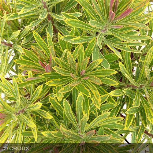 EUPHORBIA x martinii 'Ascot Rainbow®'