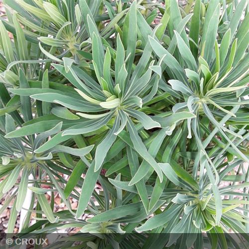 EUPHORBIA  characias 'Wulfenii'