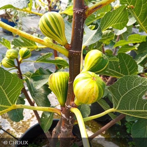 FICUS carica 'Panaché'