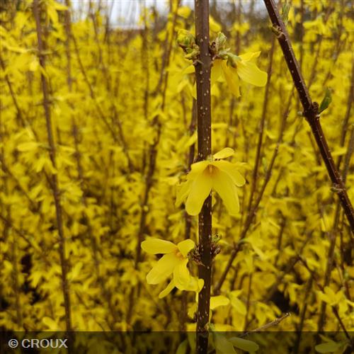 FORSYTHIA x intermedia 'Lynwood Gold'