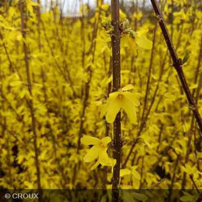 FORSYTHIA x intermedia 'Lynwood Gold'