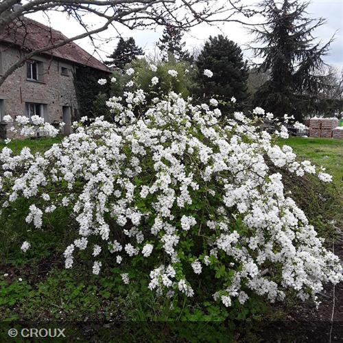 EXOCHORDA x macrantha 'The Bride'