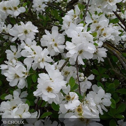 EXOCHORDA x macrantha 'The Bride'