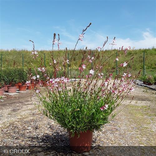 GAURA lindheimeri 'Rosy Jane®'