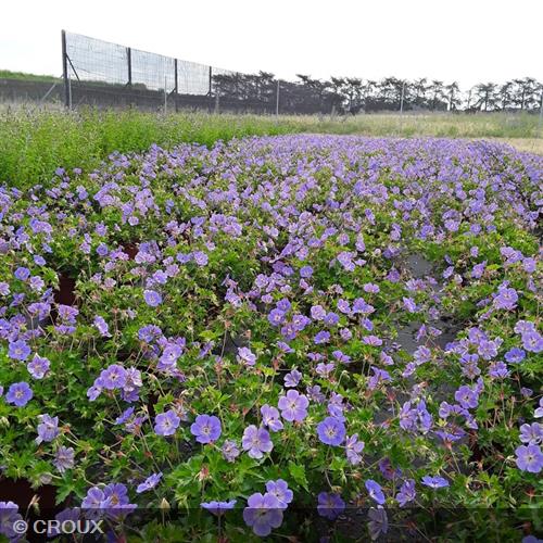 GERANIUM 'Rozanne'