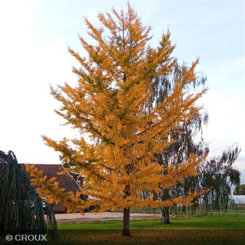 GINKGO biloba