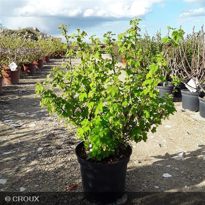 RIBES rubrum 'Versaillaise Blanche'