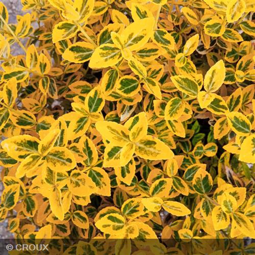 EUONYMUS fortunei 'Emerald Gold'