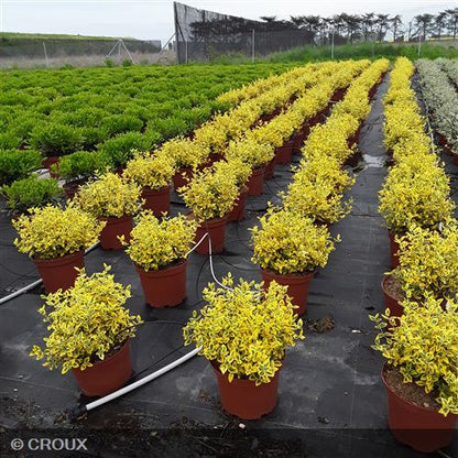 EUONYMUS fortunei 'Emerald Gold'
