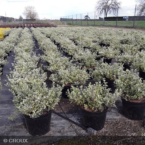 EUONYMUS fortunei 'Emerald Gaiety'