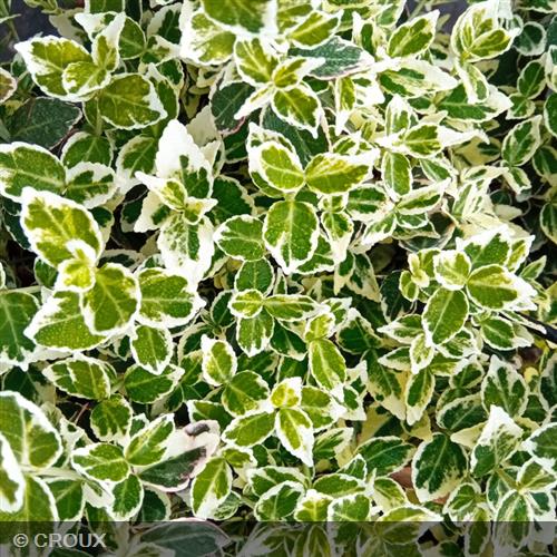 EUONYMUS fortunei 'Emerald Gaiety'