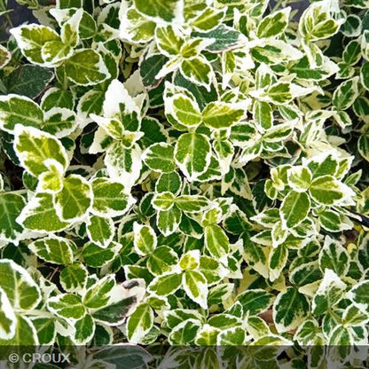 EUONYMUS fortunei 'Emerald Gaiety'