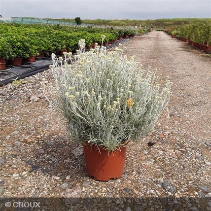 HELICHRYSUM italicum ssp 'Serotinum'