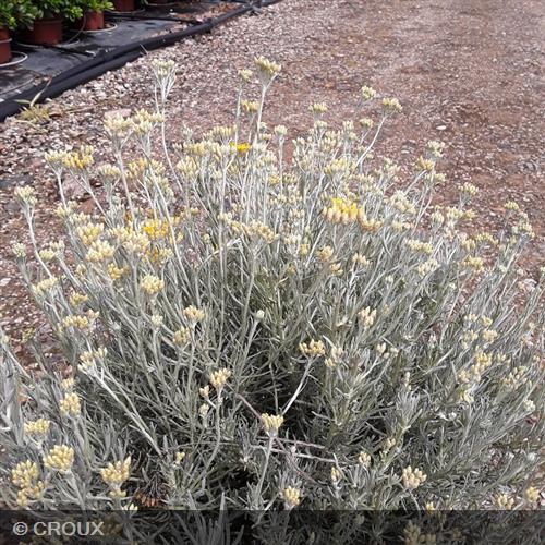 HELICHRYSUM italicum ssp 'Serotinum'