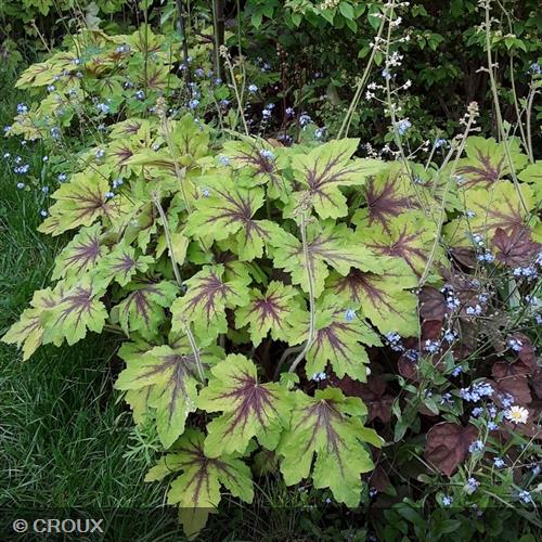 HEUCHERELLA Buttered rum®