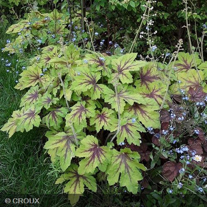 HEUCHERELLA Buttered rum®
