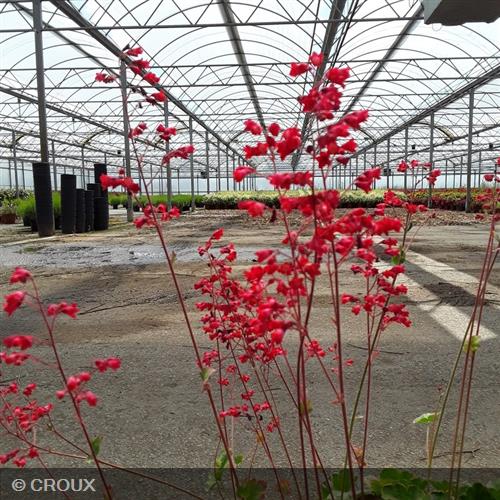 HEUCHERA 'Pluie de Feu®'