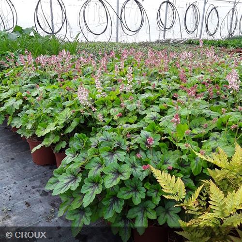 HEUCHERELLA 'Pink Revolution®'