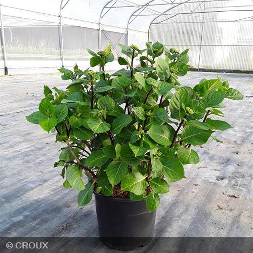 HYDRANGEA macrophylla 'Zorro Rose®'