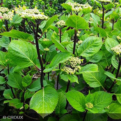 HYDRANGEA macrophylla 'Zorro Rose®'