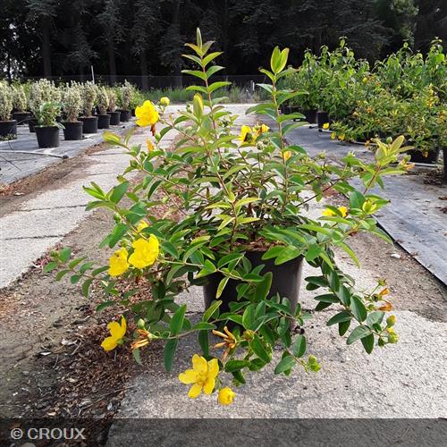 HYPERICUM hookeranium 'Hidcote'