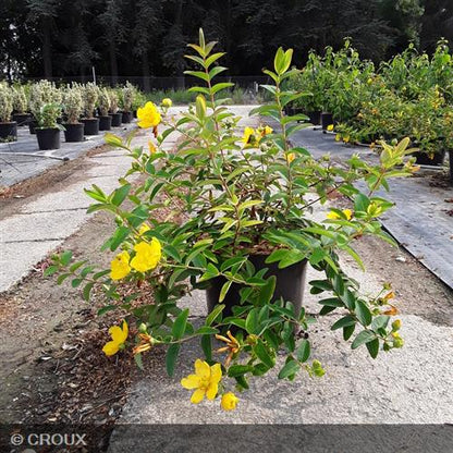 HYPERICUM hookeranium 'Hidcote'