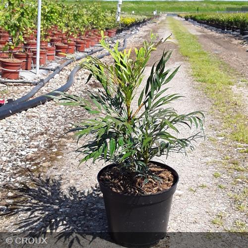 MAHONIA eurybracteata 'Sweet Winter®'