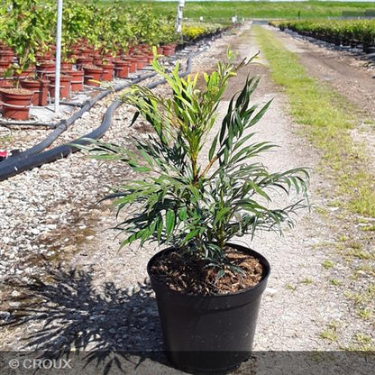 MAHONIA eurybracteata 'Sweet Winter®'