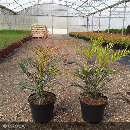 MAHONIA eurybracteata 'Sweet Winter®'