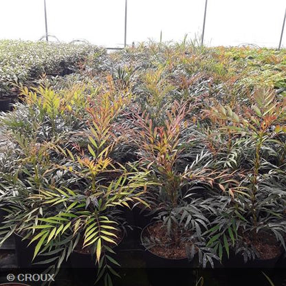 MAHONIA eurybracteata 'Sweet Winter®'