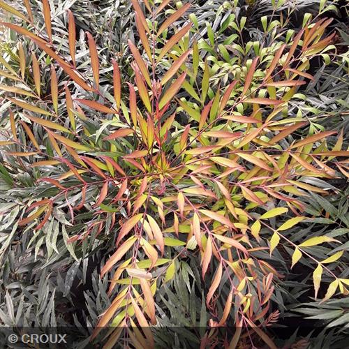 MAHONIA eurybracteata 'Sweet Winter®'