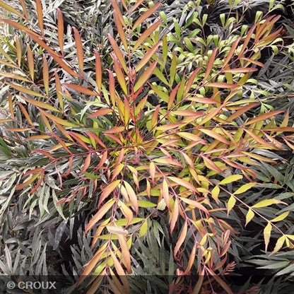 MAHONIA eurybracteata 'Sweet Winter®'