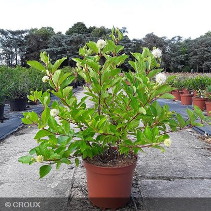 CEPHALANTHUS occidentalis