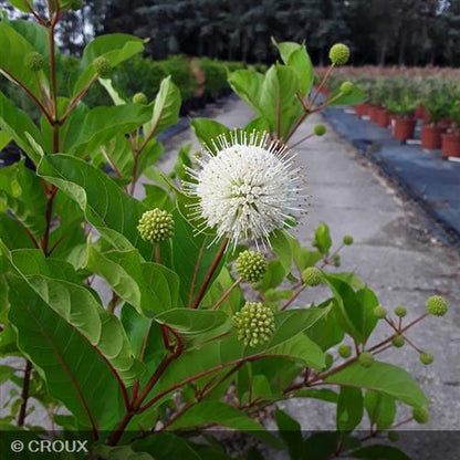 CEPHALANTHUS occidentalis