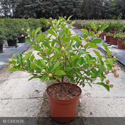 CEPHALANTHUS occidentalis
