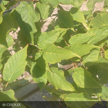 ACER davidii 'Viper®'