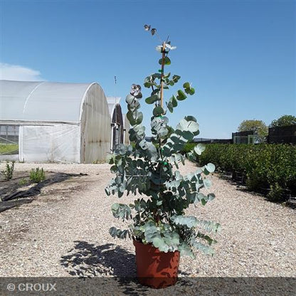 EUCALYPTUS pulverulenta  'Baby Blue'