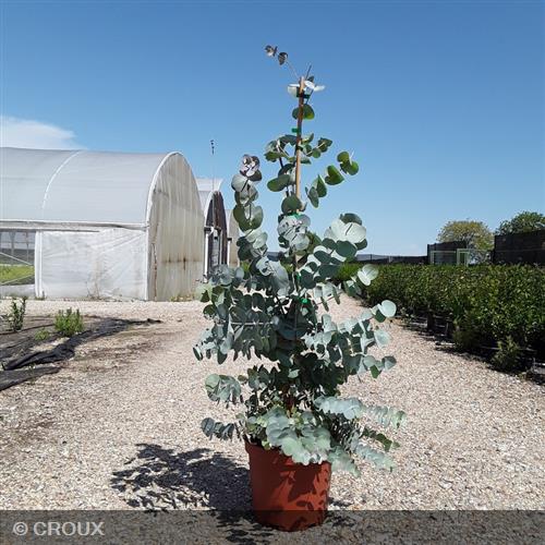 EUCALYPTUS pulverulenta  'Baby Blue'
