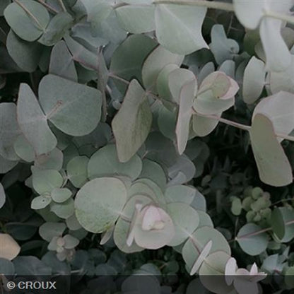 EUCALYPTUS pulverulenta  'Baby Blue'
