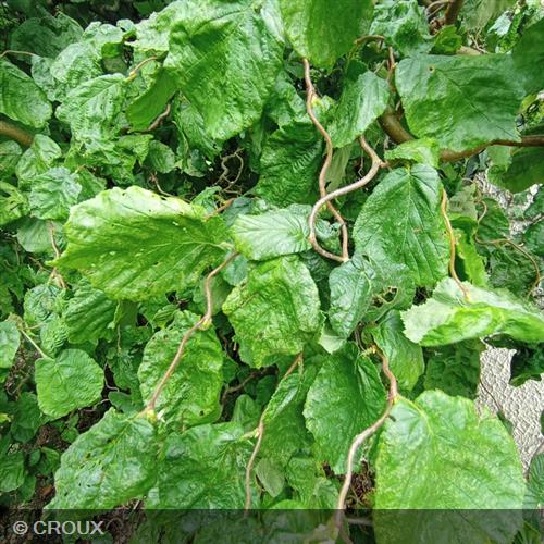 CORYLUS avellana 'Contorta'