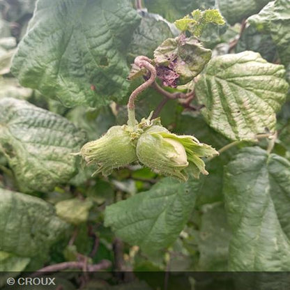 CORYLUS avellana 'Contorta'