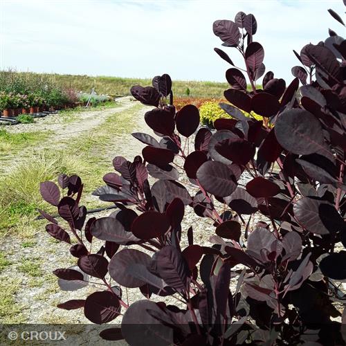 COTINUS coggygria 'Lilla®'