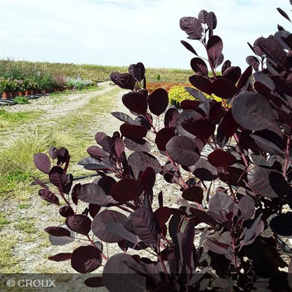 COTINUS coggygria 'Lilla®'