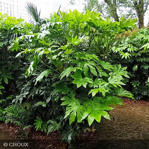 FATSIA japonica Variegata