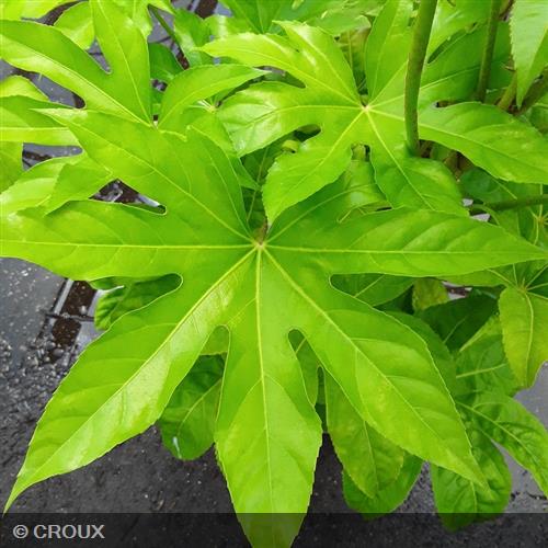 FATSIA japonica Variegata