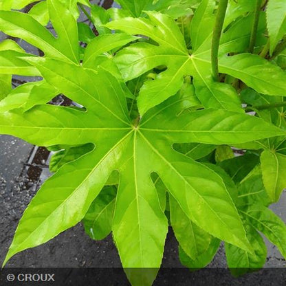FATSIA japonica Variegata