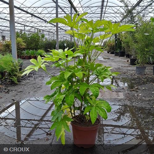 FATSIA japonica Variegata