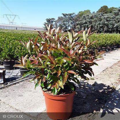 VIBURNUM  odoratissimum  'Coppertop'