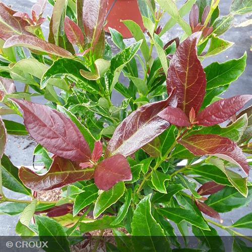 VIBURNUM  odoratissimum  'Coppertop'