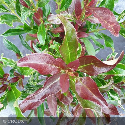 VIBURNUM  odoratissimum  'Coppertop'